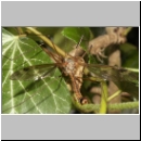 Tipula sp - Schnake 10a.jpg